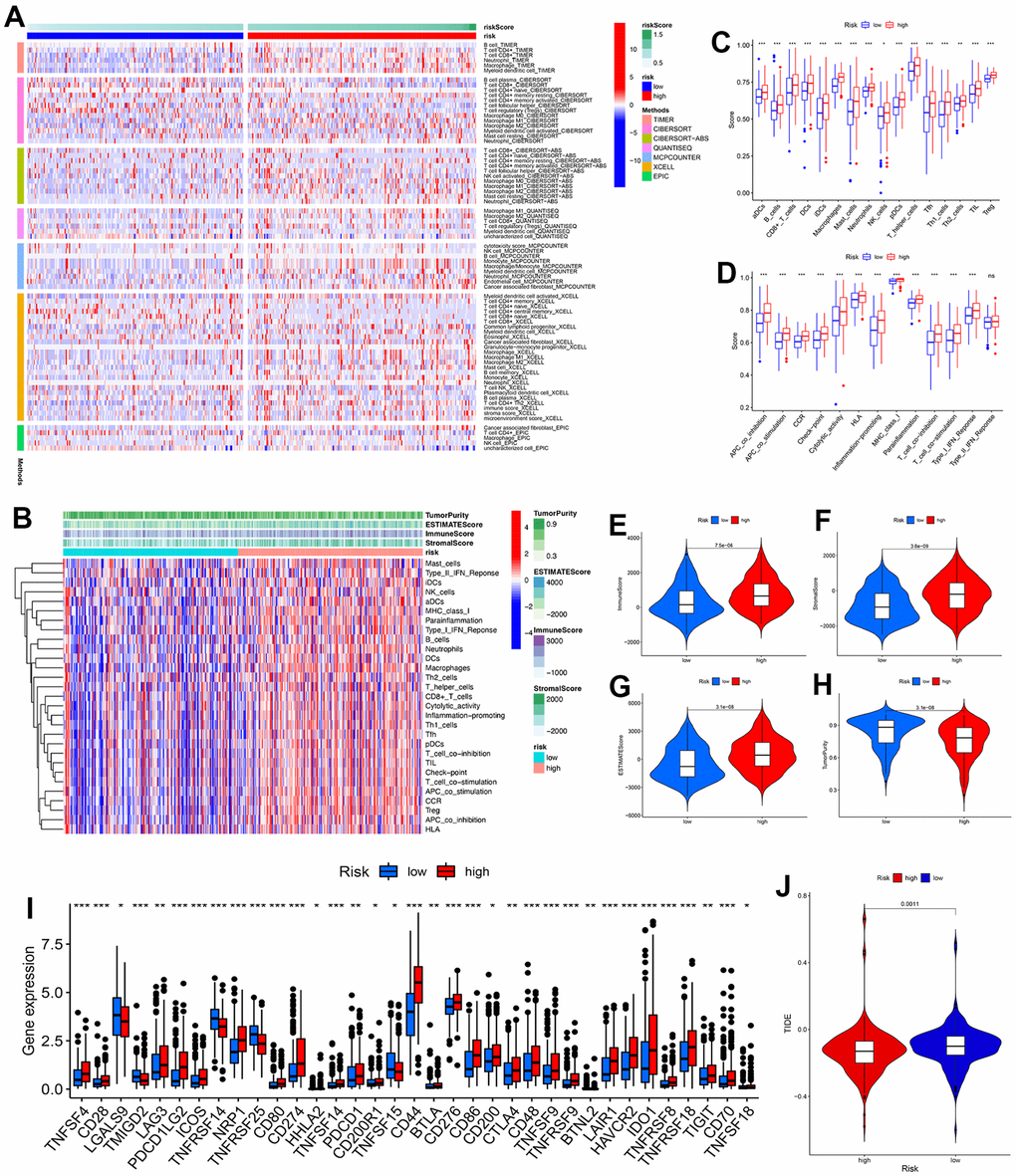 Analyses of immunological features and immunotherapy response. (A) Heatmap showed the expression of immune cells between low- and high-risk groups. (B) Enrichment levels of immune-related cells and types between the low- and high-risk groups in the heatmap. (C) Differences in immune cells between two groups. (D) Differences in immune function between two groups. (E–H) Comparison of immune score, stromal score, ESTIMATE score, and tumor purity between two groups. (I) Differences in immune checkpoint expression between two groups. (J) TIDE comparison between low- and high-risk groups. * P