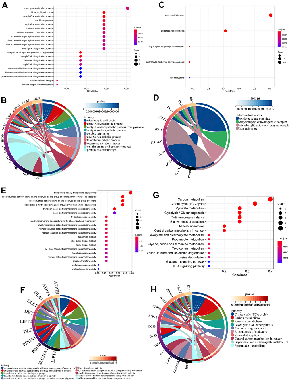 Functional enrichment analysis of cuproptosis-related genes (CRGs) in BC. The bar plot and circle plot of enriched GO BP (A, B), CC (C, D), MF (E, F), and KEGG (G, H) of CRGs in BC.