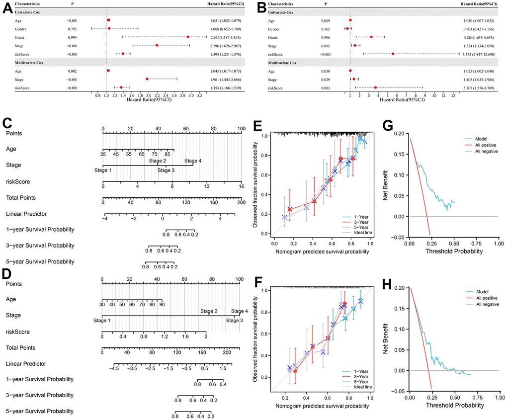 Development of a nomogram for predicting the prognosis of BC patients. (A, B) Uni- and multi-variate Cox regression analysis of the clinical parameters in the training and testing sets. (C, D) Nomogram for predicting the 1-, 3-, and 5-year OS of BC patients in the training and testing sets. (E, F) Calibration curves of nomogram in the training and testing sets. (G, H) DCA of nomogram in the training and testing sets.