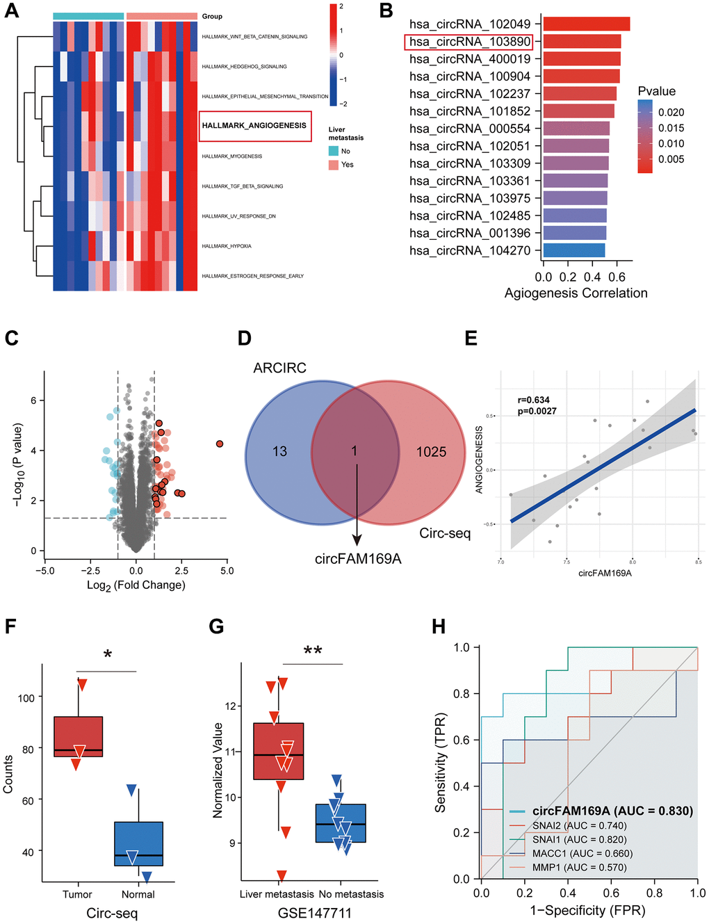 Screening of angiogenesis-related circular RNAs (circRNAs) in colorectal cancer (CRC). (A) Heatmap showing the up-regulated hallmarks in CRC patients with liver metastasis. (B) Spearman’s correlation analysis showing the correlation between circRNA expression and angiogenesis scores assessed by gene set variation analysis (GSVA). (C) Volcano diagram of circRNAs differentially expressed between CRC patients with and without liver metastasis. (D) Venn diagram of circRNAs highly associated with angiogenesis and upregulated circRNAs. (E) Correlation analysis between circFAM169A and angiogenesis scores assessed by GSVA. (F) Expression level of circFAM169A in CRC samples and non-tumoral tissues from GSE13572. (G) Expression level of circFAM169A in CRC patients with and without liver metastasis from GSE147711. (H) Receiver operating characteristic (ROC) curve showing the diagnostic value of circFAM169A compared with that of SNAI1, SNAI2, MACC1, and MMP1.