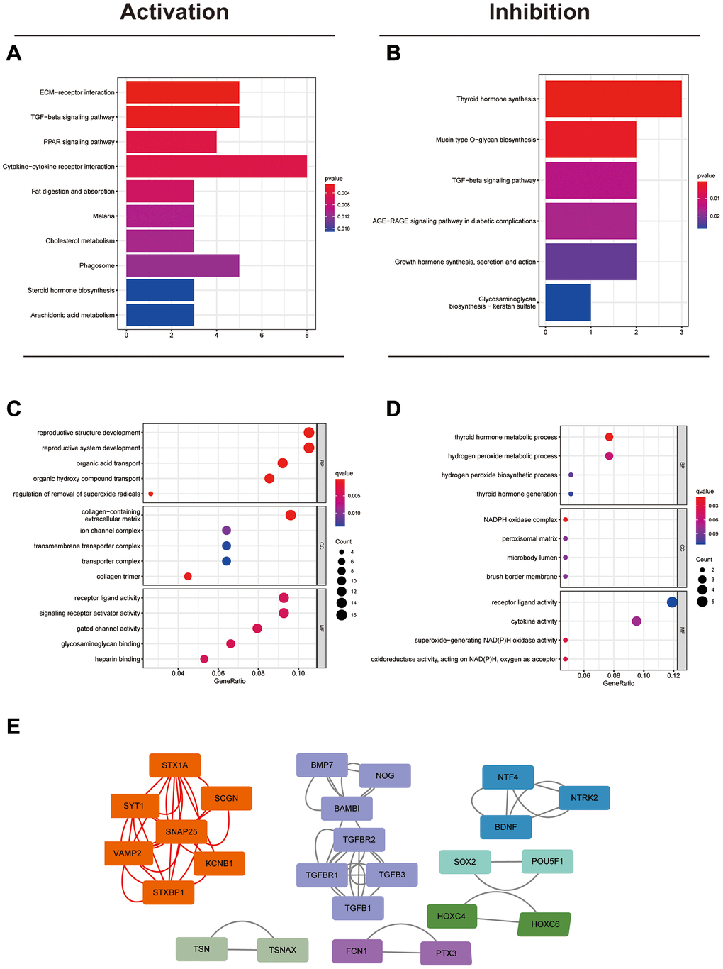 Identification of the potential biological functions of circFAM169A in CRC. (A) Kyoto Encyclopedia of Genes and Genomes (KEGG) analysis showed that many metastasis-related pathways were activated. (B) KEGG analysis showed that some synthesis-related pathways were inhibited. (C) Gene Ontology (GO) analysis showing the biological processes that were activated. (D) GO analysis showing the biological processes that were inhibited. (E) Protein–protein interaction network showing the possible protein networks that might be regulated by circFAM169A.