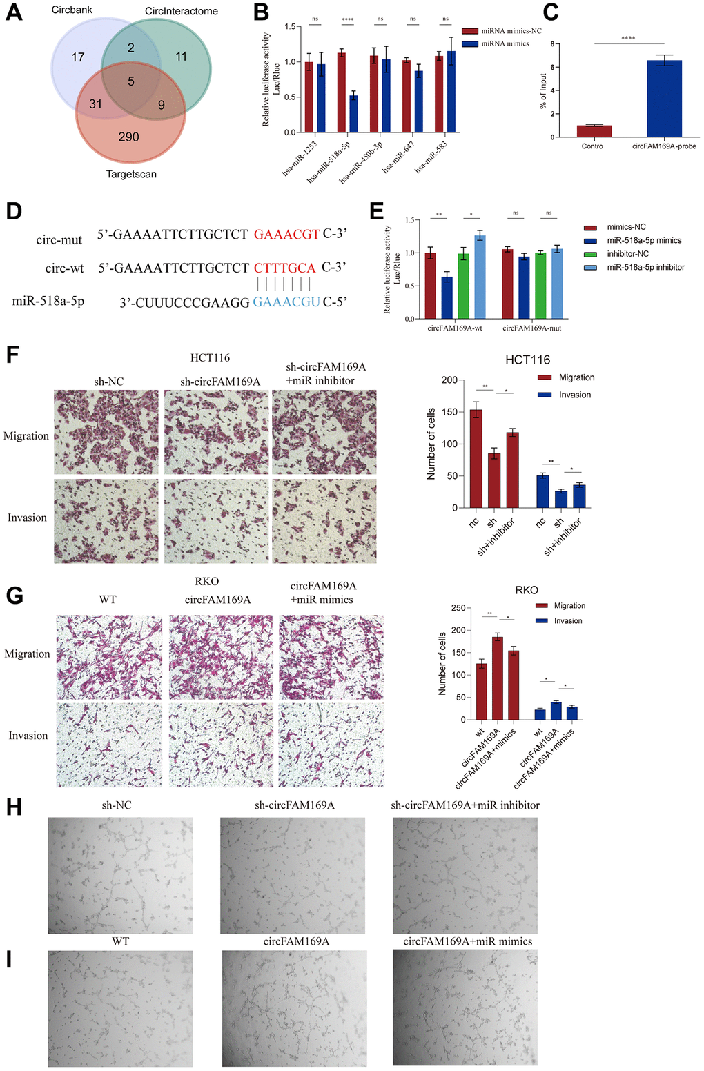 circFAM169A promotes CRC by sponging miR-518a-5p. (A) Venn diagram of miRNA response elements in circBank, CircInteractome, and TargetScan that may interact with circFAM169A. (B) The luciferase activities of different plasmids were measured by a dual-luciferase assay. (C) RNA antisense purification (RAP) assay showed that miR-518a-5p was significantly enriched when circFAM169A was used as a probe. (D) Construction of a luciferase plasmid encoding mut-circFAM169A. (E) The luciferase activities of different groups were measured by a dual-luciferase assay. (F, G) Transwell migration assay and Transwell invasion assay were performed using HCT116 and RKO cells. (H, I) An in vitro Matrigel tube formation assay was performed to evaluate the angiogenic ability of HUVECs. The representative micrographs are shown at 200× magnification.