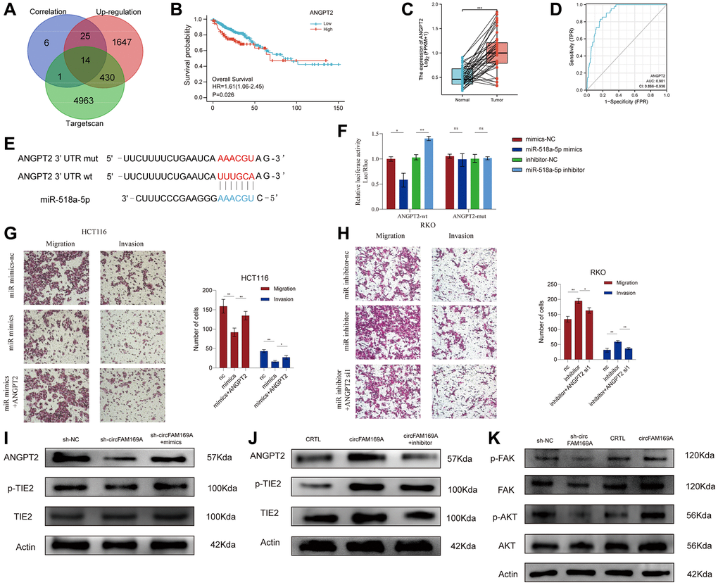 circFAM169A enhances CRC angiogenesis and metastasis by targeting angiopoietin-2 (ANGPT2). (A) Venn diagram of mRNA that was highly correlated with circFAM169A and the downstream target genes of miR-518a-5p as predicted by TargetScan. (B) Survival analysis of ANGPT2. (C) ANGPT2 expression in normal and tumor tissues. The luciferase activities were measured by a dual-luciferase assay, and the Renilla/firefly luciferase light-unit ratio was measured. (D) ROC curve showed the diagnostic value of ANGPT2. (E) Construction of a luciferase plasmid encoding mut-ANGPT2. (F) The luciferase activities of different groups were measured by a dual-luciferase assay. (G, H) Transwell migration assay and Transwell invasion assay were performed using HCT116 and RKO cells. All data are presented as means ± SD (n = 3 independent experiments). ***p ≤ 0.001 and ****p ≤ 0.0001. (I) Western blotting analysis of ANGPT2, total TIE2, and p-TIE2 expression in circFAM169A-knocked down HCT116 cells treated with miR-518a-5p mimics. (J) Western blotting analysis of ANGPT2, total TIE2, and p-TIE2 expression in circFAM169A-overexpressing RKO cells treated with miR-518a-5p inhibitors. (K) Western blotting analyses of total FAK, p-FAK, total AKT, and p-AKT in CRC cells with different circFAM169A expression levels.