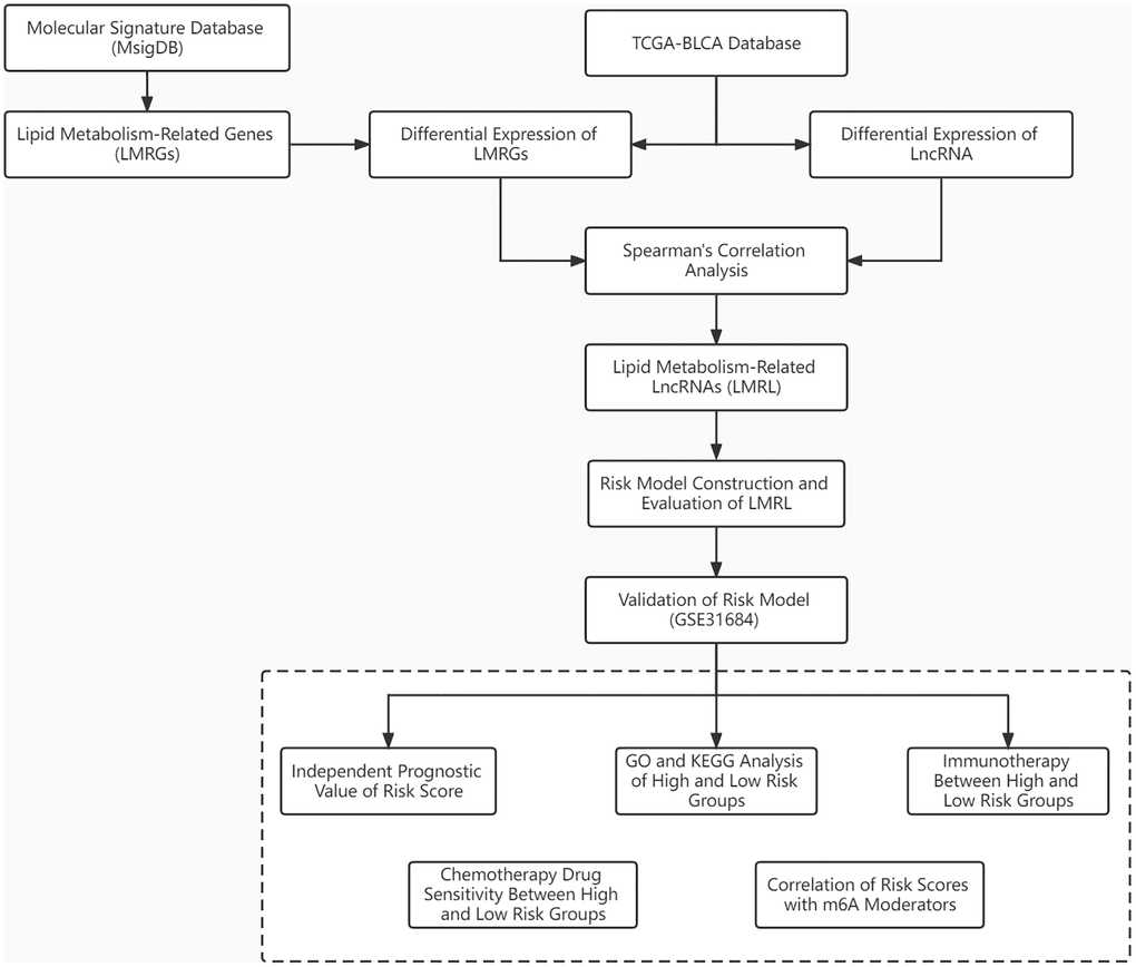 Workflow chart shows the process for identifying LMRLs-related signature and their application in BLCA.