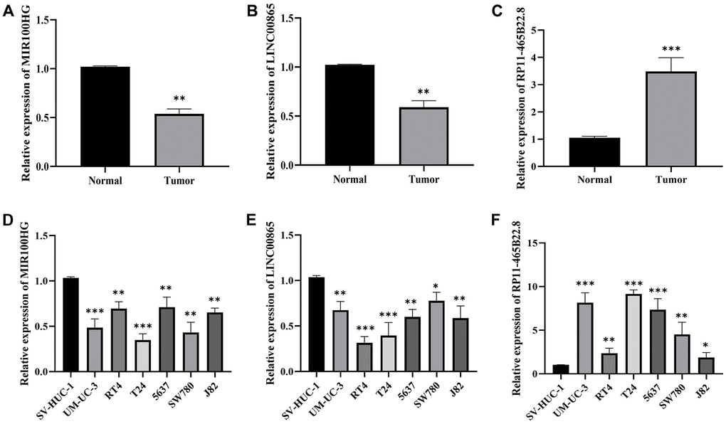 The expression of MIR100HG, LINC00865 and RP11-465B22.8 in tissues and cell lines of BLCA detected by RT-qPCR. (A) The expression of MIR100HG in BLCA tissues. (B) The expression of LINC00865 in BLCA tissues. (C) The expression of RP11-465B22.8 in BLCA tissues. (D) The expression of MIR100HG in BLCA cell lines. (E) The expression of LINC00865 in BLCA cell lines. (F) The expression of RP11-465B22.8 in BLCA cell lines.