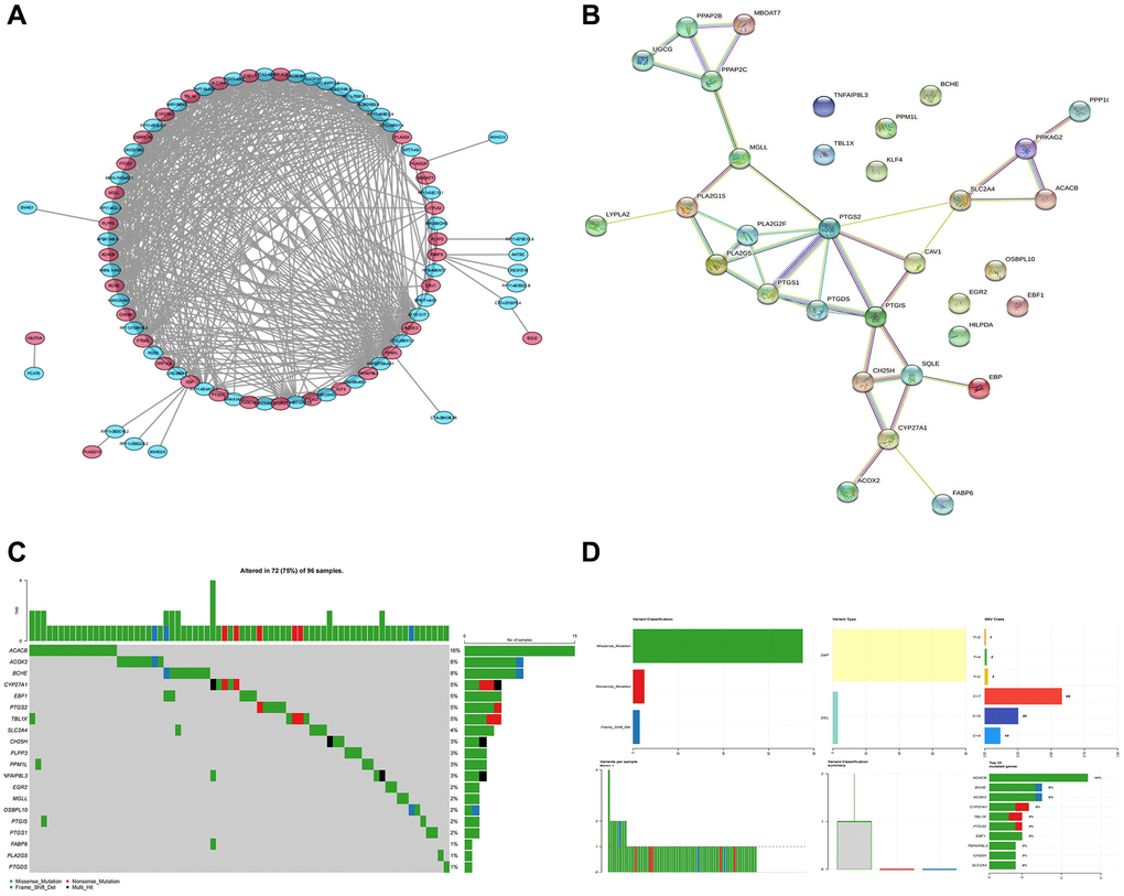 Identification of key genes and calculation of tumor mutation burden. (A) LncRNA-mRNA co-expression network. (B) The PPI network shows 24 genes with strong interaction. (C, D) The waterfall plot shows the mutation frequency of the LMRGs in the TCGA-BLCA cohort.