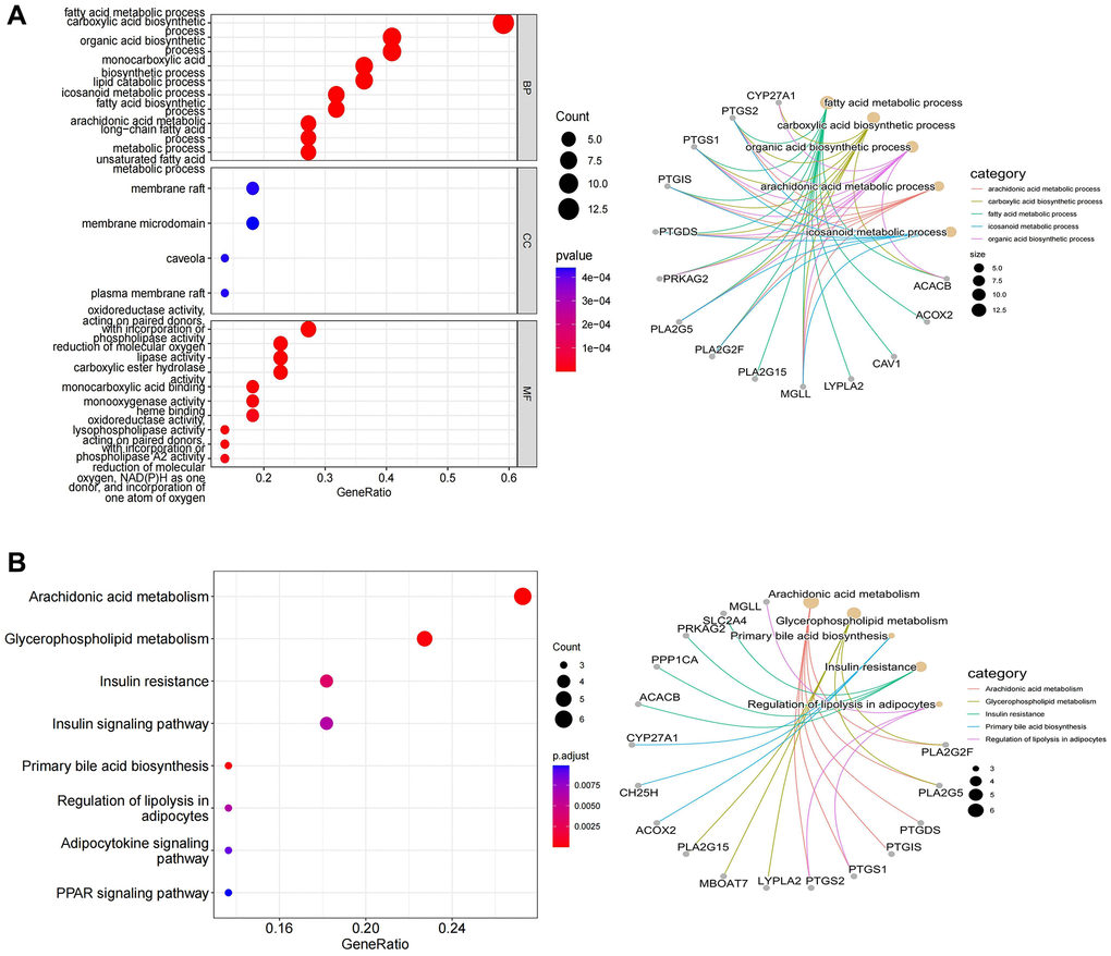 The results of functional enrichment analysis. (A) Distinctly enriched GO terms of differentially expressed LMRGs. (B) Significant KEGG pathway terms of differentially expressed LMRGs.