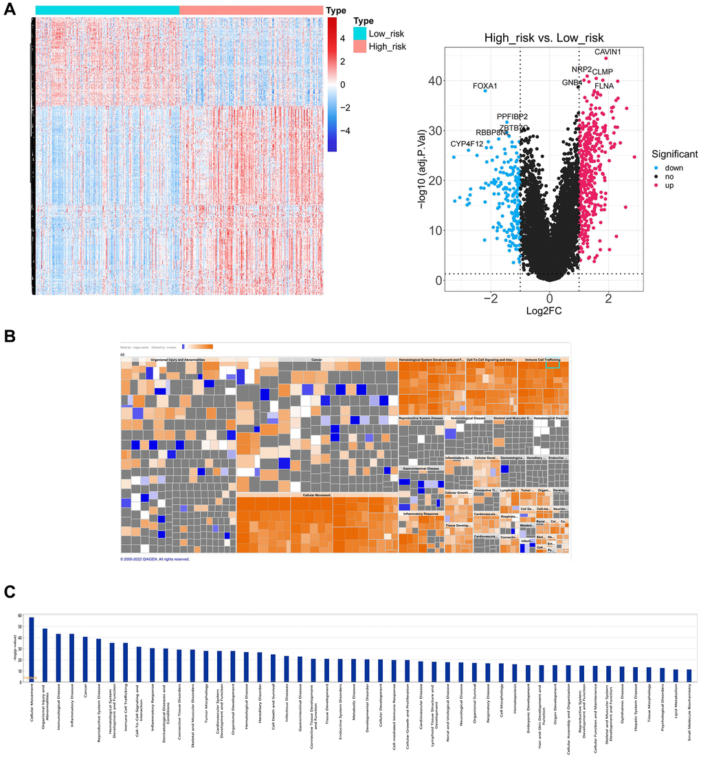 Functional enrichment analysis between high and low-risk groups. (A) The heatmap plot and volcano diagram show the DEGs between patients in high and low-risk groups. (B, C) IPA analysis shows 620 DEGs significantly acted in 50 pathways.