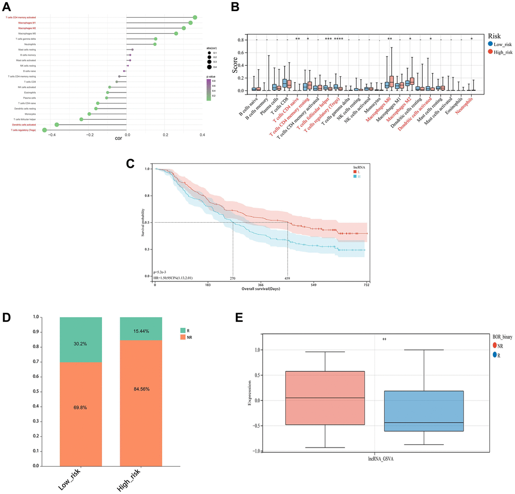 Immune infiltration analysis and immunotherapy response. (A) Correlation chart between risk score and immune infiltration cells. (B) The relative proportions of 22 kinds of immune cells in the two risk subgroups. (C) KM survival curves for overall survival between the high and low-risk groups in the IMvigor210 cohort. (D, E) Differences of non-responders and responders to immunotherapy response between high and low-risk groups in the IMvigor210 cohort.