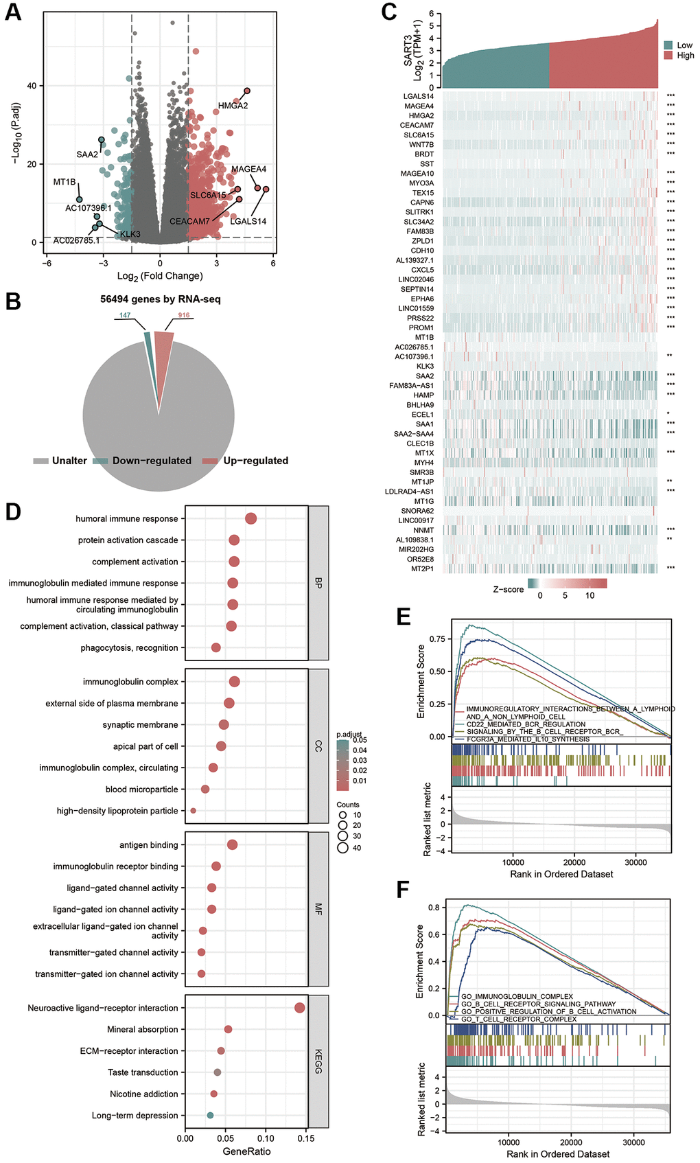 Identification and functional annotation of DEGs and GSEA analysis. (A) Volcano plot showing DEGs between SART3 high and SART3 low groups. (B) Pie chart showing the percentage of up-regulated DEGs and down-regulated DEGs in transcriptome genes. (C) Heat map showing the top 25 up- and down-regulated genes. (D) Bubble plots of DEGs significantly enriched in GO terms and KEGG pathways. Enrichment plots showing (E) four significantly positively correlated KEGG pathways and (F) four significantly positively correlated GO annotations.