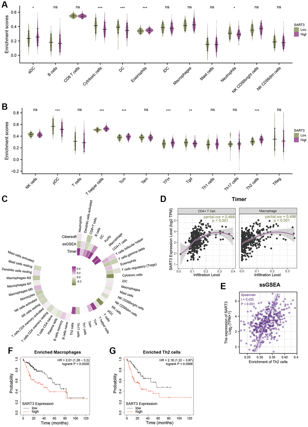 Correlation between SART3 expression and immune infiltration in HCC and its impact on prognosis. (A, B) Violin plots showing the degree of infiltration of different immune cells in the SART3high and SART3low groups, ns: p ≥ 0.05; *p  0.05; **p  0.01; ***p  0.001. (C) Circle heat map showing the correlation between SART3 and different immune cells. (D, E) Scatter plot showing the correlation between SART3 expression levels and CD4+ T cells, macrophages and Th2 cells. Subgroup survival analysis of the SART3high and SART3low groups in (F) enriched macrophages and (G) enriched Th2 cells.