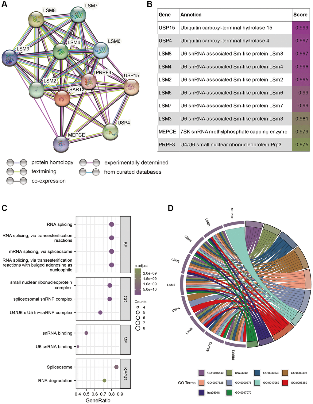 SART3 and its related genes are closely associated with RNA transcription in HCC cells. (A) PPI network of SART3-associated genes. (B) Annotations and correlation coefficients of nine SART3-related genes. (C, D) Enriched GO and KEGG pathways of SART3 and its related genes.