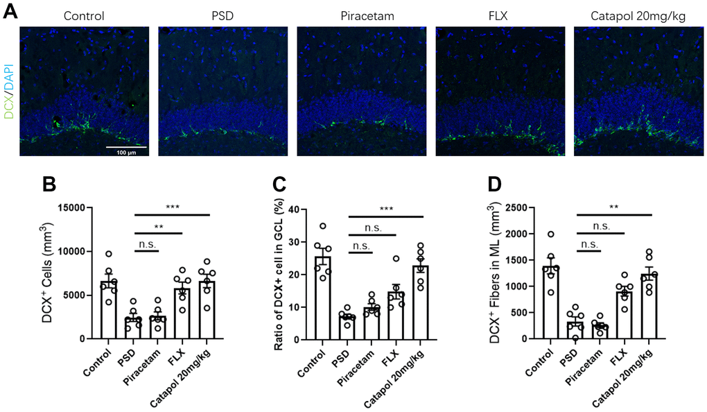 Catapol perform the behavioral effects in PSD model in dependent with hippocampal neurogenesis. (A) IF image to show the density of DCX+ immature neurons (Green) in DG region. DAPI (Blue) was labelled with blue color. (B) Statistical analysis of DCX+ immature neurons. One-way ANOVA, Tukey’s post-hoc. (C) Statistical analysis of the ratio of DCX+ immature neurons GCL region. One-way ANOVA, Tukey’s post-hoc. (D) Statistical analysis of the ratio of DCX+ immature neural fiber density in ML. One-way ANOVA, Tukey’s post-hoc.