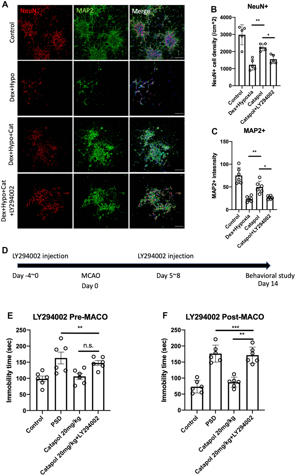 PI3K signaling plays the key roles in catapol mediated neurogenesis and behavioral effects in PSD. (A) Confocal image to show the primary neuron induction profile under hypoxia and DEX treatment. NeuN was for neural nuclear labelling and MAP2 was used for fiber labelling. (B, C) Statistical analysis of the NeuN+ and MAP2+ neural density under different treatment. One-way ANOVA, post-hoc, *: pD) Timeline to show the treatment of LY294002 before and after the MCAO model. (E, F) Statistical analysis to show the immobility time in FST during the LY294002 pre- or post-MCAO administration. One-way ANOVA, post-hoc, **: p