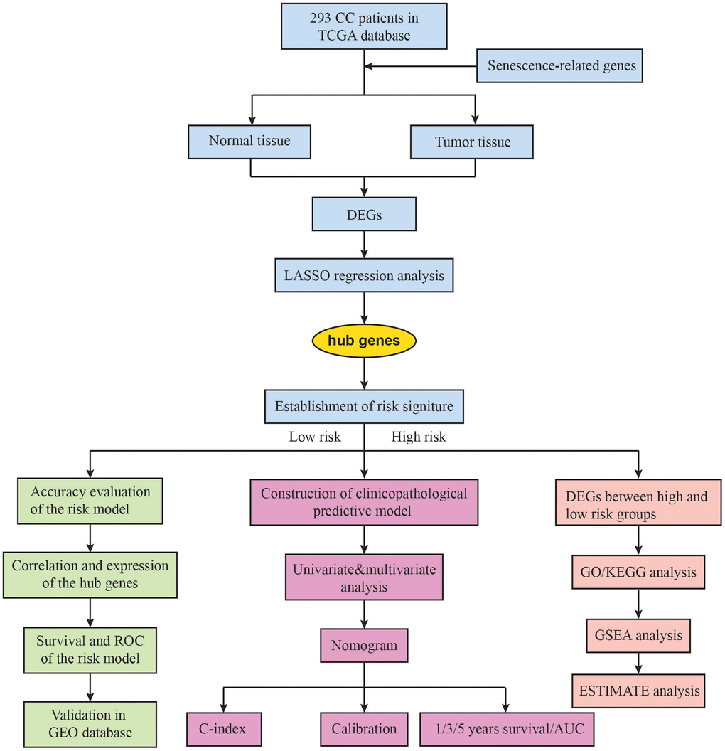 The flow chart of the study design. CC, cervical cancer; TCGA, The Cancer Genome Atlas; DEGs, differentially expressed genes; LASSO, Least Absolute Shrinkage and Selection Operator; AUC, area under the ROC curve; GO, gene oncology; KEGG, Kyoto Encyclopedia of Genes and Genomes; GSEA, gene set enrichment analysis.