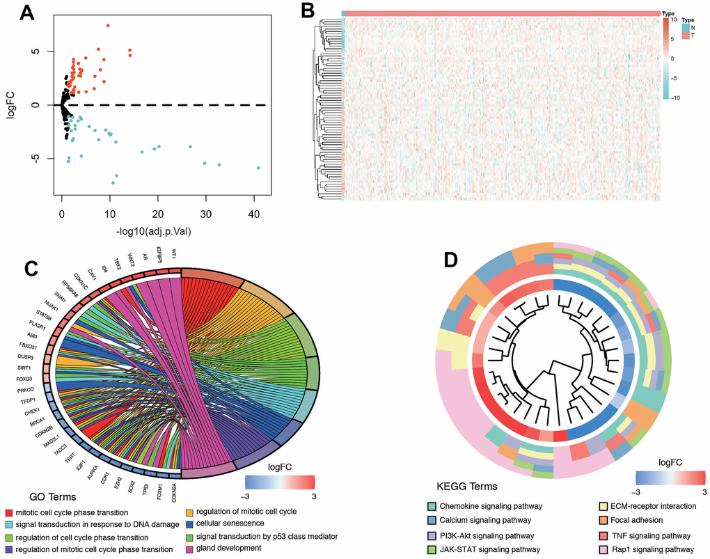 Differentially expressed senescence-related genes and functional analysis in cervical cancer. (A) Volcano plot. (B) Heatmap. (C) GO analysis of DEGs. (D) KEGG analysis.