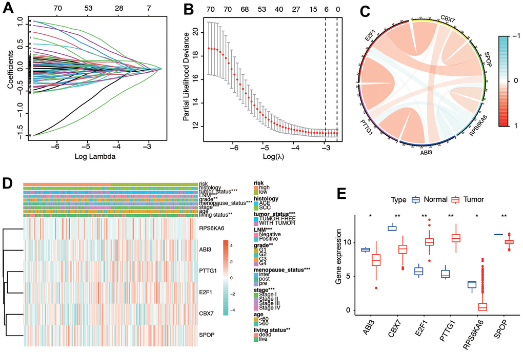 Ten-fold cross-validation for tuning parameter selection and a gene expression. (A) Plots of the ten-fold cross-validation error rates. (B) LASSO coefficient profiles of the six senescence-related genes. (C) Relationships between the six genes. (D) Gene expression of the six genes and clinicopathological characteristics in different risk groups. (E) The expression of six genes in normal and tumor tissues.