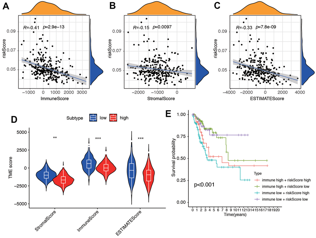 The association between tumor microenvironment and risk score. Correlation between (A) Immune Score, (B) Stromal Score and (C) ESTIMATE and risk score. (D) Different score between low- and high-risk groups. (E) Survival analysis for four groups stratified by combining the immune signature and the risk score characteristic in the TCGA-CC cohort.