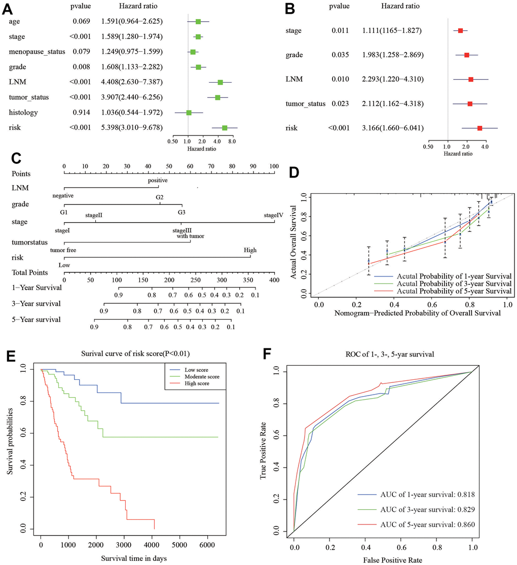 Nomogram to predict the probability of patients with CC. (A) Univariate and (B) multivariate regression analyses of the prognostic value of clinicopathological features. (C) The nomogram to predict 1-, 3-, or 5-year OS in the CC patients. (D) The calibration plots for predicting patient 1-, 3-, or 5-year OS. (E) The Kaplan–Meier curves represent the survival probability of low, moderate, and high score group patients based on the nomogram. (F) The ROC of 1-, 3-, 5-year survival curves by the nomogram.