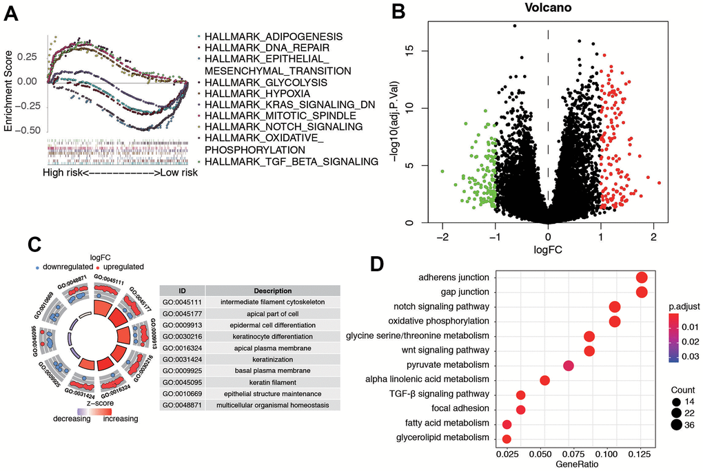 Biological features and significant genes enrichment analysis in risk model. (A) The GSEA enrichment analysis of senescence-related risk signature. (B) Heatmap of DEGs in different risk model. (C) The GO analysis of risk model-related DEGs. (D) The KEGG pathway analysis of risk model-related DEGs.