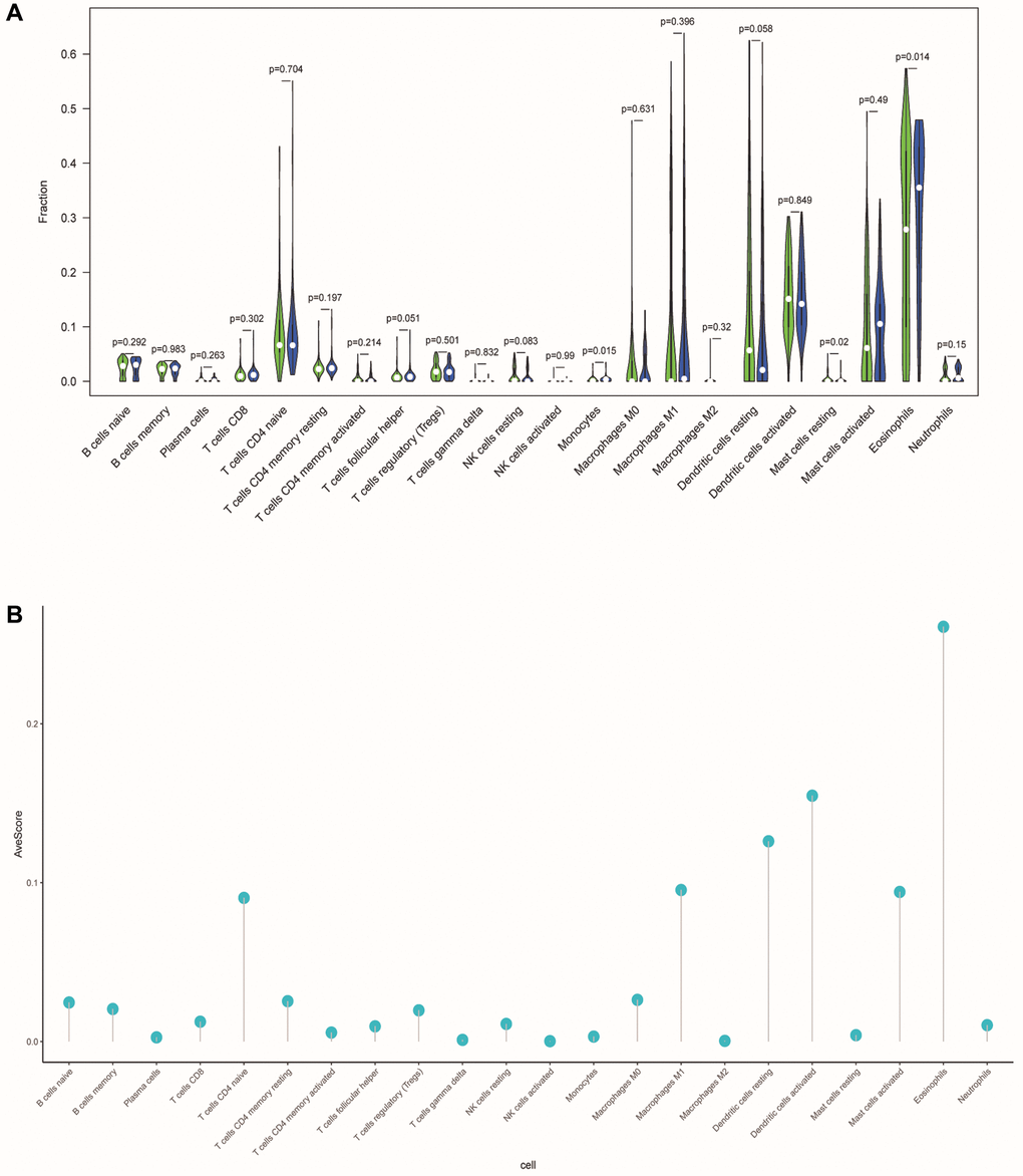 Differences in tumor-infiltrating immune cells between different risk populations. (A) The violin chart showed the difference in immune cells between the low-risk and high-risk group. Blue and green represented the low-risk group and the high-risk group, respectively. (B) The lollipop graph respectively showed the average relative content of the 22 immune cells in all TCGA samples.