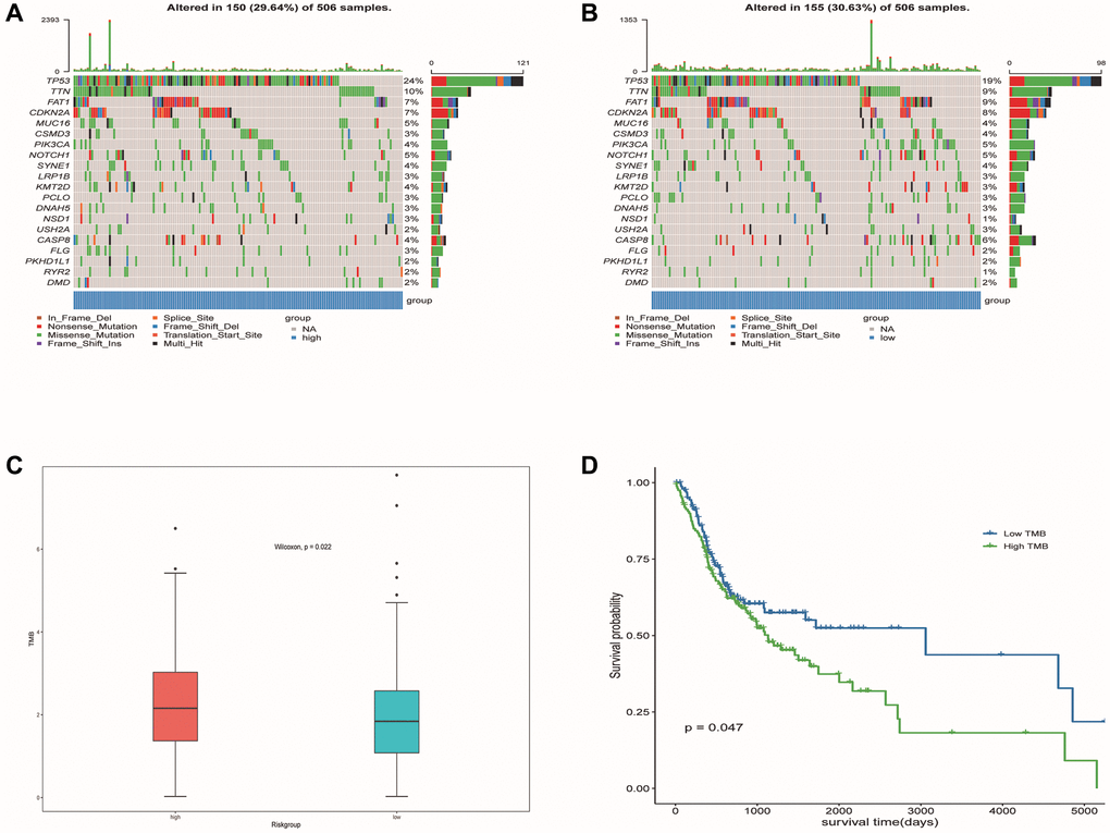 Mutation profiled of low-risk and high-risk populations and TMB associated with model and OS. (A) Mutation status of the high-risk population. (B) Mutation status of the low-risk population. (C) TMB associated with model based on DE-ERSs. (D) TMB associated with OS of OSCC samples.