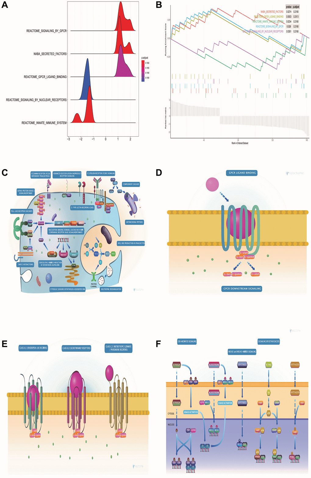 GSEA pathway enrichment analysis of DE-ERSs. (A) The mountain map shows the enrichment results of the GSEA pathway. (B) The top five enrichment results in the GSEA pathway enrichment analysis. (C–F) Biological process diagrams of the four pathways that GSEA pathway enrichment analysis obtained.