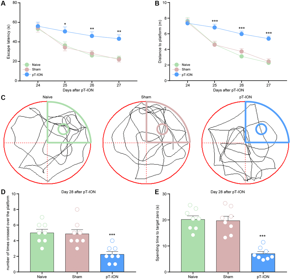 The learning and memory impairment induced pT-ION mice. The training trials were performed for 4 consecutive days (days 24, 25, 26, and 27 after pT-ION). The probe test was performed after the training (day 28 after pT-ION). (A) Time to reach the hidden platform. (B) Total swimming distance during the trial. (C) Tracks of the mice in the probe test on the fifth day. (D) Number of times the mice crossed over the platform. (E) Spending time to target zone area. N = 8 mice/group. *P **P ***P A, B): two-way ANOVA and Tukey’s test, (C–E): one-way ANOVA and Dunnett test.