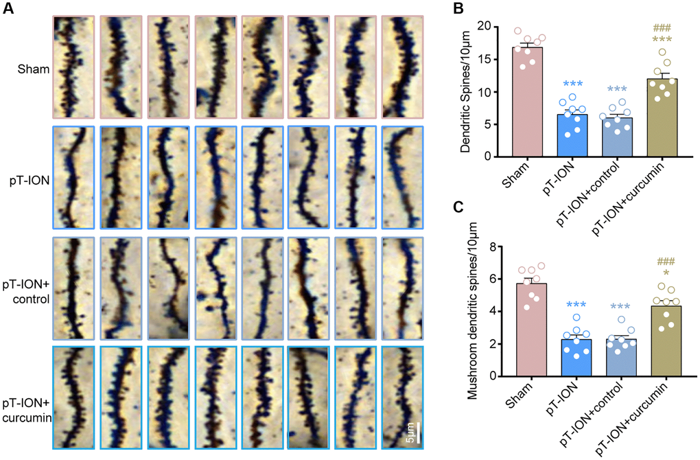 The role of curcumin on the decrease of dendritic spine density induced by pT-ION in the mice hippocampal CA1 region. (A) The representative Golgi-Cox-staining images showing the density and morphology of dendritic spines in the cone cell layer of hippocampal CA1 region in each group (scale bar: 5 μm). (B) The analysis of total dendritic spine density in each group. (C) The analysis of mushroom-type dendritic spine density in each group. N = 8 mice/group. *P ***P ###P 