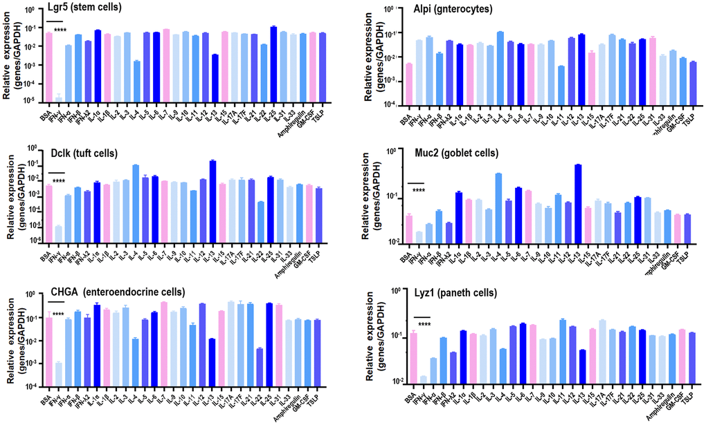 Canonical marker gene expression in stem cells, enterocytes, Tuft cells, Goblet cells, enteroendocrine cells and Paneth cells in response to different cytokines. Lgr5, Alpi, Dclk1, Muc2, CHGA, Lyz1 are marker genes of stem cells, enterocytes, Tuft cells, Goblet cells, enteroendocrine cells and Paneth cells, respectively.