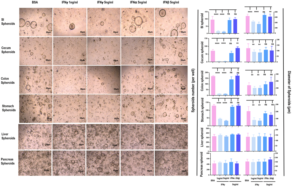 The differential role of IFNα/β/γ on the proliferation of spheroids from different tissues. The effects of IFNα/β/γ were examined where 1 ng/mL and 5 ng/mL of IFNγ, 5 ng/mL of IFNα, and 5 ng/mL of IFNβ were used, and BSA was used as the control.