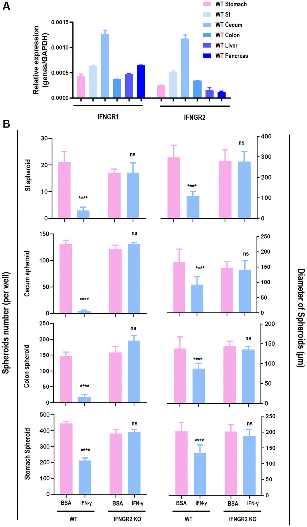 The role of IFNGR2 in mediating the suppressive role of IFNγ on spheroid proliferation. (A) IFNGR1/2 expression in SI, stomach, cecum, colon, liver and pancreas. (B) The effect of knocking out IFNGR2 on the amount and diameter of spheroids from SI, stomach, cecum, and colon.