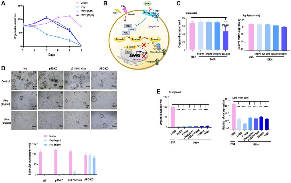 APC is a target of IFNγ in suppressing spheroid proliferation. (A) SI organoid amount under treatment of IFNγ, and Notch signaling inhibitor IWP2 at different concentrations (2 μM, 20 μM). (B) Hypothesized network explaining IFNγ triggered GPX4-dependent ferroptosis. (C) SI organoid amount and Lgr5 (stem cell marker) gene expression under treatment of Wnt signaling inhibitor DKK1 at different concentrations (5 ng/mL, 10 ng/mL, 20 ng/mL, 50 ng/mL). (D) SI organoid amount and Lgr5 (stem cell marker) gene expression under treatment of ROCK inhibitor Y27632, apoptosis inhibitor Z-VAD-FMK and Z-DEVD-FMK, necrosis inhibitor GSK872, cell cycle checkpoint inhibitor YVDG. (E) SI organoid amount and quantification in response to IFNγ treatment (1 ng/mL, 5 ng/mL) when p53, p53/Kras, APC were knocked out respectively.