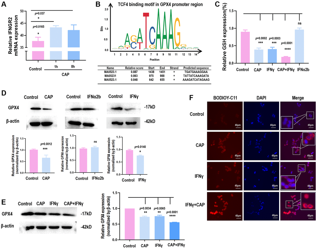 CAP triggers GPX4-dependnet ferroptosis and creates synergies with IFNγ. (A) IFNGR2 mRNA expression in response to CAP treatment under different exposure duration. (B) TCF4 is a potential transcription factor of GPX4 as predicted using the transcription factor binding prediction tool JASPAR [36]. (C) GPX4 protein level in response to IFNγ or IFNα. (D) Relative GSH level in response to CAP, IFNγ, IFNα, or ‘CAP plus IFNγ’. (E) GPX4 protein level in response to CAP, IFNγ, or ‘CAP plus IFNγ’. (F) Relative lipid peroxidation level in response to CAP, IFNγ, or ‘CAP plus IFNγ’. Data from panel A were performed using SUM159PT cells, and panels C to F were performed using the HCT8 cell line.