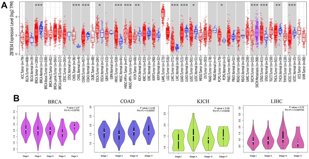 The expression level of ZBTB34 gene in various tumor types and pathological stages. (A) The expression status of the ZBTB34 gene in various cancers was analyzed through TIMER2 analysis. *PPPB) Using TCGA data, the expression levels of the ZBTB34 gene were analyzed according to the four main pathological stages (stage I, stage II, stage III, and stage IV). Log2 (TPM+1) was applied for the log-scale.