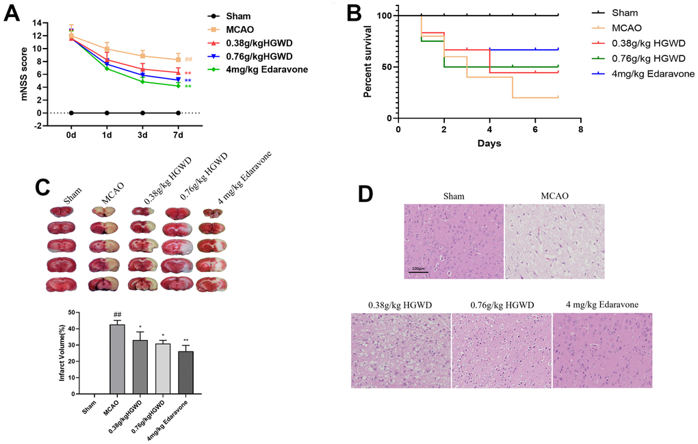 HGWD improved neurological deficits in MCAO rats. (A) mNSS score. (B) Survival rate. (C) Infarct size observed by TTC staining. (D) Histopathological changes in the ischemic portion of the rat brain observed by HE staining (scale bar= 100 μm). ##P PP