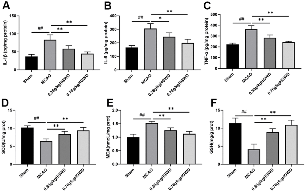 Effect of HGWD treatment on inflammatory cytokines and oxidative stress responses in brain tissue of rats. (A–C) The levels of IL-1β, IL-6, and TNF-α. (D–F) oxidative stress factors SOD, MDA, and GSH levels in the brain tissue. ##P PP