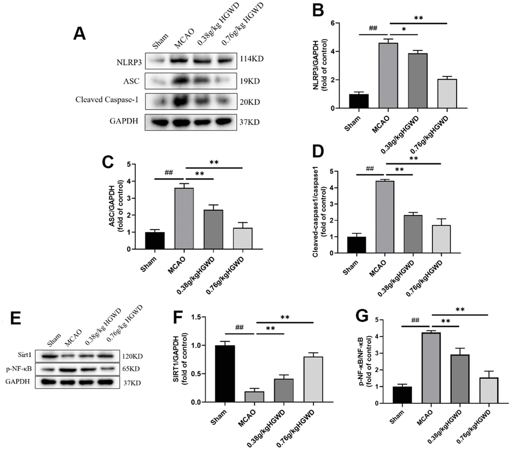 HGWD modified Sirt1/NF-κB/NLRP3 pathway in the hippocampus of MCAO rats. (A) Representative western blot bands of NLRP3, ASC and Cleaved Caspase-1 in each group. (B–D) The quantitative analysis of NLRP3, ASC and Cleaved Caspase-1 protein expression. (E) Representative western blot bands of Sirt1 and p-NF-κB in each group. (F, G) The quantitative analysis of Sirt1 and p-NF-κB protein expression. ##P PP