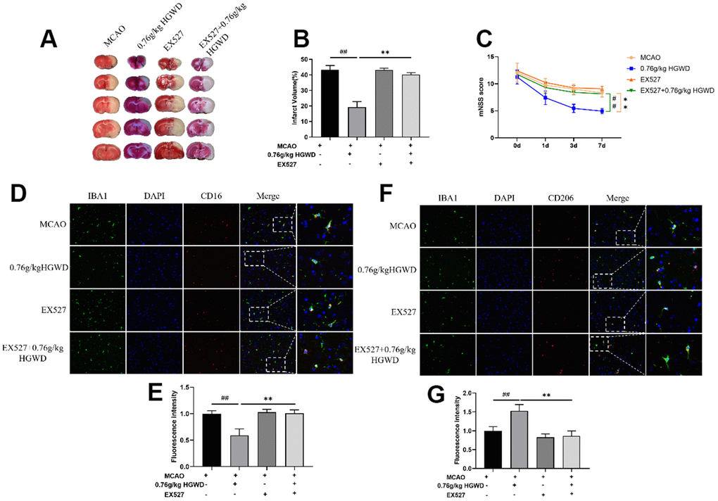 EX527 dramatically blocked the efficacy of HGWD on neurological deficits and microglia polarization in MCAO rats. (A) Representative TTC staining section. (B) Quantitative analysis of infarct regions. (C) The neurological scores (mNSS). (D) Representative double-immunofluorescence staining for CD16 (red) and Iba-1 (green) markers in hippocampus. (E) Quantification of the fluorescence intensity of CD16+/Iba-1+ cells. (F) Representative double-immunofluorescence staining for CD206 (red) and Iba-1 (green) markers in the hippocampus. (G) Quantification of fluorescence intensity of CD206+/Iba-1+ cells. Scale bar: 50 μm. ##P P