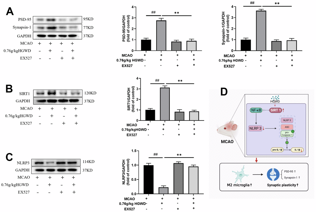 EX527 notably weakened the modulation of HGWD on PSD95, Sirt1 and NLRP3 expression. (A) PSD95 expression in each group. Left, representative western blot. Right, Quantitative analysis of PSD95. (B) Sirt1 expression in each group. Left, representative western blot. Right, Quantitative analysis of Sirt1. (C) NLRP3 expression in each group. Left, representative western blot. Right, Quantitative analysis of NLRP3. (D) Schematic representation of mechanisms by which HGWD protect against MCAO injury. ##P P##P P