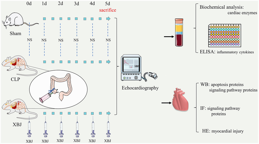 Workflow of the present study in a graphical manner.