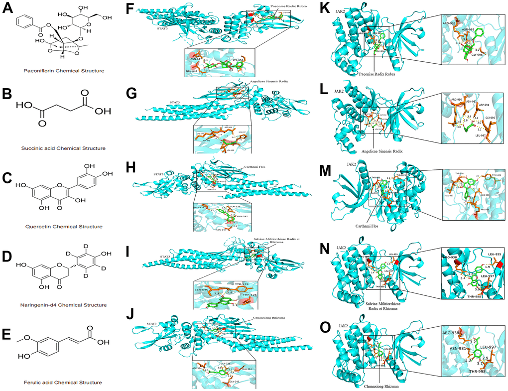 The interaction between the five monomer components of XBJ and JAK2/STAT3 signaling pathway. (A–E) The molecular structure of the monomers corresponding to the five components of XBJ: paeoniflorin (A), Succinic acid (B), Quercetin (C), Naringenin (D) and Ferulic acid (E). (F–O) 3D crystal structure for paeoniflorin-JAK2 complex (F), Succinic acid-JAK2 complex (G), Quercetin-JAK2 complex (H), Naringenin-JAK2 complex (I), Ferulic acid-JAK2 complex (J), paeoniflorin-STAT3 complex (K), Succinic acid-STAT3 complex (L), Quercetin-STAT3 complex (M), Naringenin-STAT3 complex (N), and Ferulic acid-STAT3 complex (O).