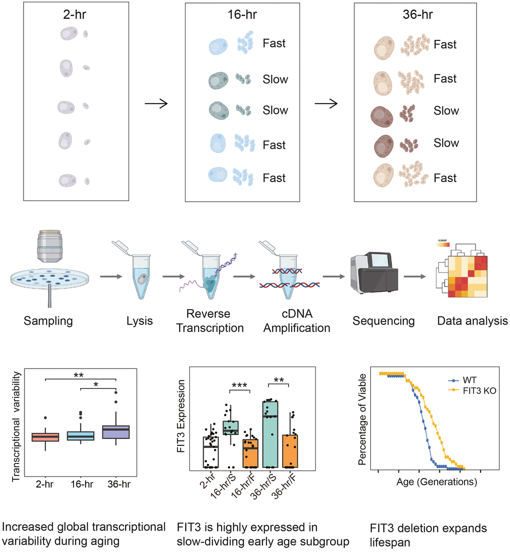 Investigating the biology of yeast aging by single-cell RNA-seq. We optimized a single-cell RNA-seq protocol combined with manual dissection, and performed the first transcriptome analysis of aging in yeast with single-cell resolution. By single-cell RNA-seq, we found an increased cell-to-cell transcriptional variability during aging in yeast. And we also found a molecular marker that indicates the early heterogeneity during aging in yeast: the iron transporter gene of FIT3. FIT3 was reported to be induced upon iron deprivation or mitochondrial DNA loss, and in our study it was highly expressed in the slow-dividing early age subgroup. Interestingly, its deletion was proved to expand the lifespan as well.