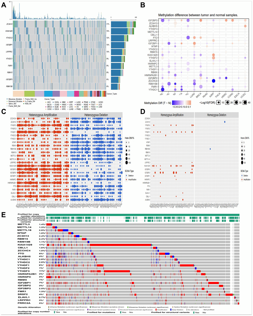 Amplification, deletion, and mutation analysis of m6A regulators. (A) The waterfall plot showed a mutation distribution of top 10 mutated genes and a SNV classification of SNV types in pan-cancer (B) Methylation module explores the differential methylation between tumor and paired normal, the correlation between methylation with expression and the OS affected by methylation level for selected cancer types. (C, D) Heterozygous/Homozygous CNV profile show you percentage of heterozygous/homozygous CNV including amplification and deletion percentage of heterozygous/homozygous CNV about each gene in each cancer. Only genes with >5% CNV in cancers will show corresponding points on the figure (Abbreviations: Hete Amp: heterozygous amplification; Hete Del: heterozygous deletion; Homo Amp: homozygous amplification; Homo Del: homozygous deletion; None: no CNV). (E) cBioPortal focus on homozygous CNV in the present.