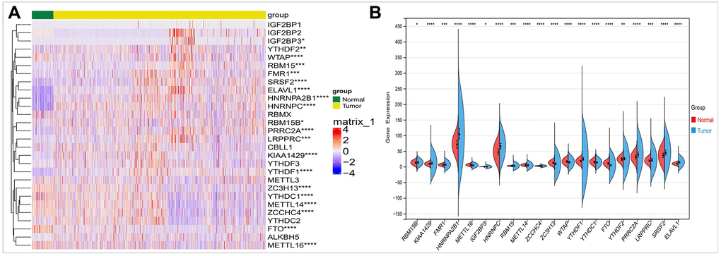 Comparison of the expression of m6A regulators in breast cancer and normal controls. (A) There were showed expression of m6A regulators in normal and tumor sample by heatmap (Red, high expression; Blue, low expression). (B) Vio-plot showed the significant differential expression of 20 m6A regulator genes in normal and tumor sample. The asterisks represented the statistical p value (*P **P ***P 