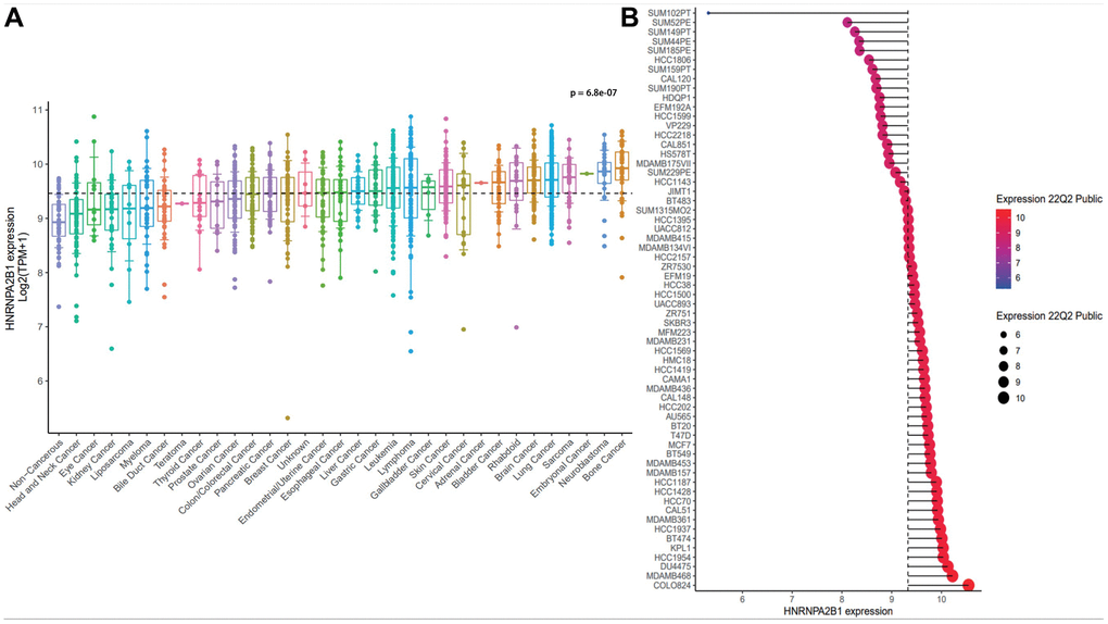 The expression analysis of HNRNPA2B1. (A) HNRNPA2B1 expression in pan-cancer cells. (B) HNRNPA2B1 expression in breast cancer cells. p value was calculated Kruskal-Wallis H Test.