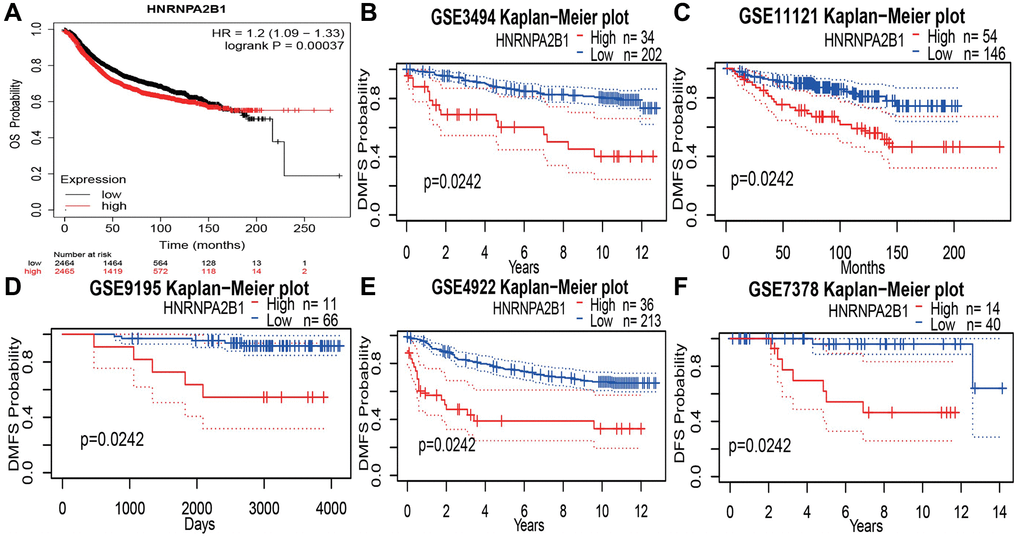 Prognosis analysis with HNRNPA2B1 expression. (A) OS analysis of HNRNPA2B1 in BC patients by Kaplan-Meier Plotter online website. DMFS analysis of HNRNPA2B1 in GSE3494 (B), GSE11121 (C), GSE9195 (D), GSE4922 (E), and DFS analysis in GSE7378 (F).