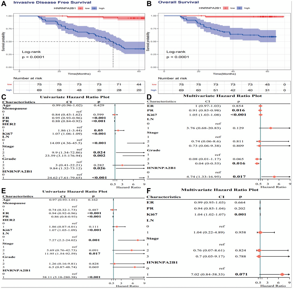 Cox analysis of HNRNPA2B1 expression. IDFS analysis (A) and OS analysis (B) with HNRNPA2B1 expression. Cox regression analysis for IDFS (C, D) and OS (E, F).