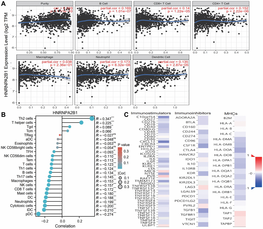 Immune infiltration analysis with HNRNPA2BP1. (A) Examine the correlation between HNRNPA2BP1 and the level of immune cell infiltration in breast cancer based on TIMER database. (B) The correlation analysis with 24 immune cells and HNRNPA2BP1 expression (*P **P ***P C) The correlation analysis with immunostimulators, immunoinhibitors and MHCs (Red, positive correlation; Blue, negative correlation).