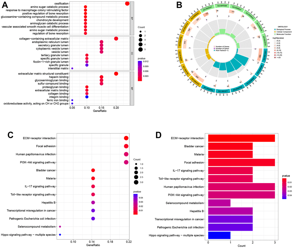 Biological functional enrichment research of DEGs. (A) GO enrichment analysis of DEGs. (B) GO circle plots showed the enrichment results of the top 20 GOs. (C, D) KEGG enrichment analysis of DEGs.